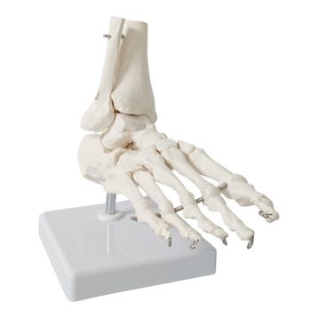 Anatomie model voetskelet met scheen- en kuitbeen, Nieuw
