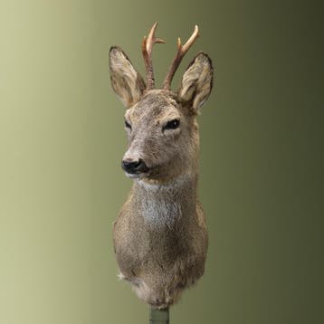 Reebok Wintervacht Taxidermie Opgezette Dieren By Max, Ophalen of Verzenden, Nieuw, Wild dier, Opgezet dier
