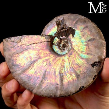 Regenboog iriserende Cleoniceras-ammoniet - Natuurlijke