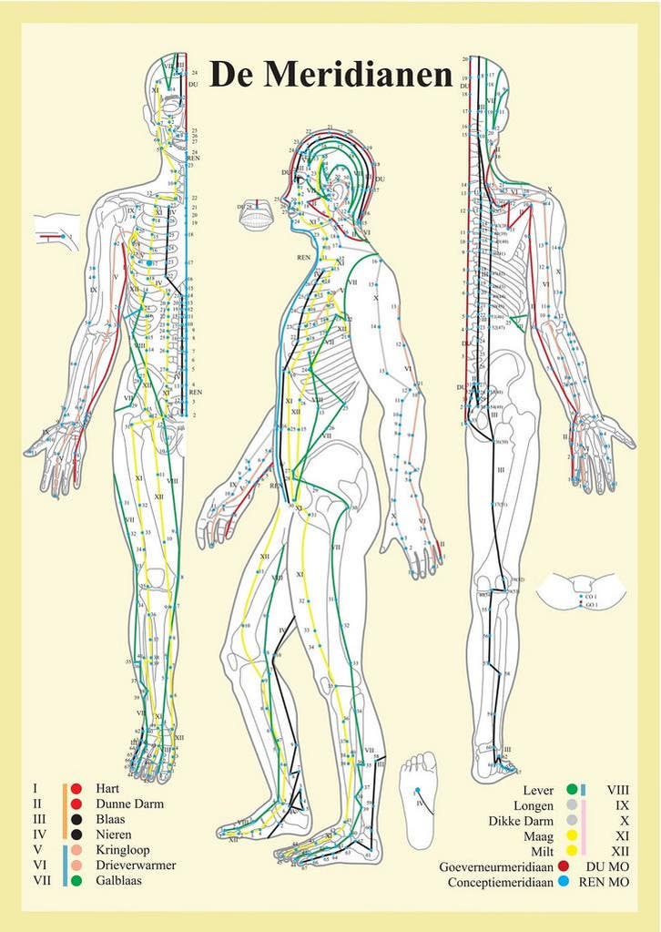 Anatomie poster meridianen (Nederlands, gelamineerd, A2)..., Sport en Fitness, Massageproducten