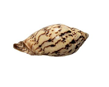 Cymbiola flavicans (77 mm, Toptoestand GEM) – Uitzonderlijk, Nieuw