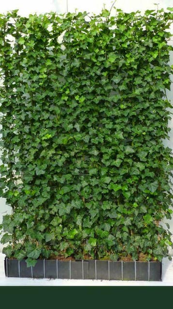 Kant en klaar Haag - Hedera schutting 120 x 180 cm, Ophalen of Verzenden, Haag, 100 tot 250 cm