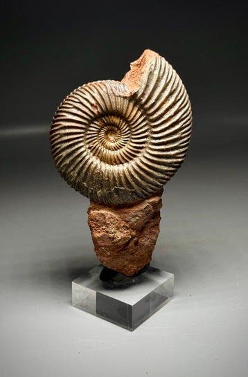 Zeldzaam Seghental ammonietfossiel - Gefossiliseerde schelp, Verzamelen, Mineralen en Fossielen