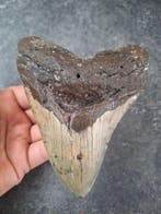 Megalodon - Fossiele tand - Otodus (Carcharocles) megalodon, Verzamelen