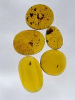 Birmese barnsteen - Barnsteen - Natural amber lot (5 pcs)