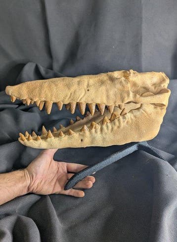 Fossiele schedel - Pakicetus - Whale terrestrial ancestor -, Verzamelen, Mineralen en Fossielen