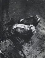 Koe, Boeken, Ophalen of Verzenden, Nieuw