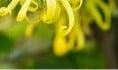Geurolie Ylang-Ylang voor melts kaarsen en zeep 20 ml, Ophalen of Verzenden, Nieuw