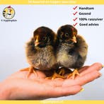 Jonge Barnevelder Groot kuikens - Gesekste kuikens - Hennen, Vrouwelijk, Kip