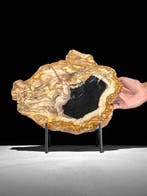 Prachtige sliert versteend hout op een op maat gemaakte