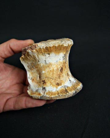Dinosaurus - Fossiel wervelbot - Spinosaurus aegyptiacus