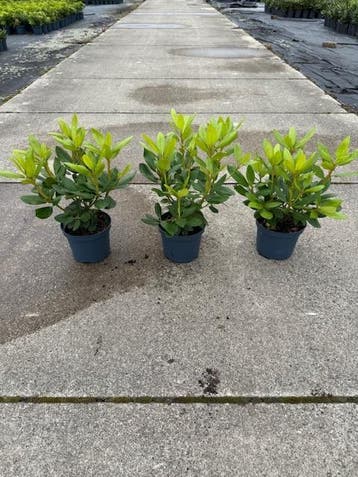 Rhododendrons partij, Tuin en Terras, Planten | Tuinplanten, Ophalen