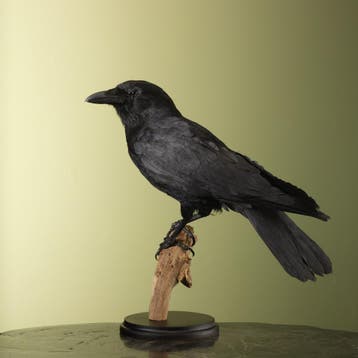 Zwarte Kraai Taxidermie Opgezette Dieren By Max, Ophalen of Verzenden, Nieuw, Vogel, Opgezet dier