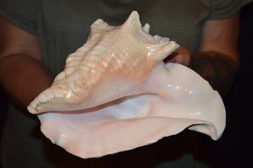 Zeeslak Zeeschelp - M-445 STROMBUS GIGAS (Zonder, Nieuw