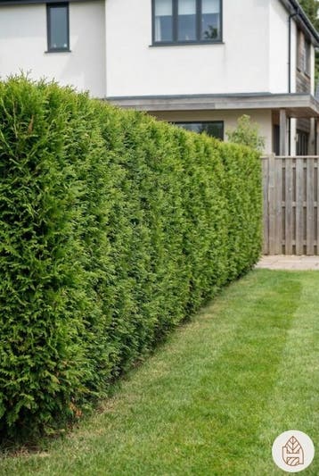 Thuja Occidentalis Brabant 160-180 cm - Pot