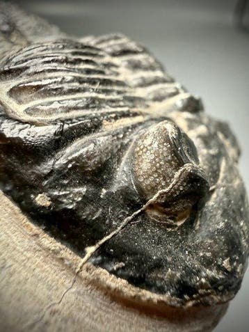Indrukwekkende grote trilobiet - - Fossiel rugschild -, Verzamelen, Mineralen en Fossielen