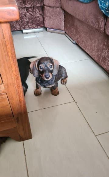 Dwergteckel pup! Reutje., Parvo, 8 tot 15 weken, Meerdere, Nederland