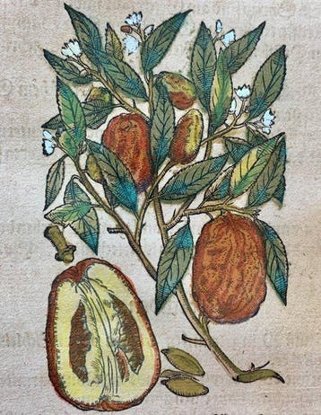 Pietro Andrea Mattioli - Original hand-colored leaf from