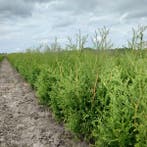 Thuja king of brabant (groen, conifeer, Coniferen kopen?), Tuin en Terras, Ophalen of Verzenden, Conifeer, Struik