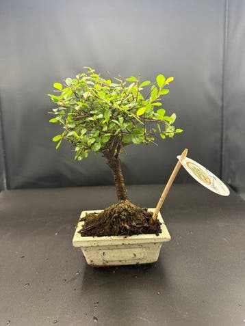 Japanese iep bonsai (Zelkova) - Hoogte (boom): 20 cm -