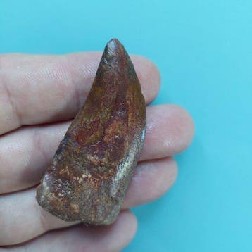 Dinosaurus - Fossiele tand - Carcharodontosaurus sp. - 57 mm