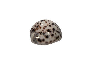Extreem wit Albino Tijger-Kauri: Cypraea tigris f. albino