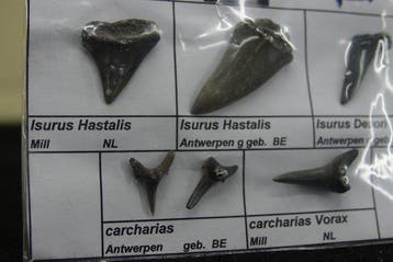 fossiele haaientanden - Fossiele tand - Otodus Sokolovi - 0, Nieuw