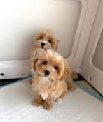 Mini maltipoo pups f1 , mogen gelijk verhuizen 2 x ingeent, Parvo, Overige rassen, 8 tot 15 weken, Meerdere