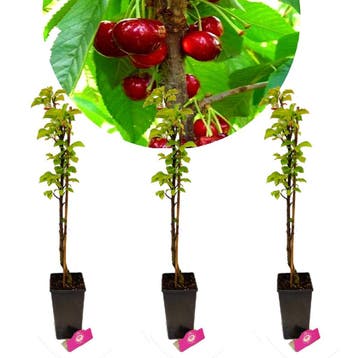 Zuilkersen Prunus avium Boas + Pot 19cm 3 stuk, Verzenden, Volle zon