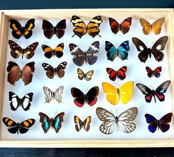 Historische entomologische collectie van 25 kleurrijke, Nieuw