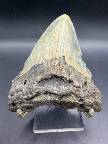 Megalodon - Fossiele tand - Carcharocles megalodon - 9.8 cm