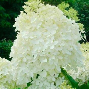 Pluimhortensia `Phantom` container (P9) Sierplanten, Tuin en Terras, Verzenden, Hortensia, Struik