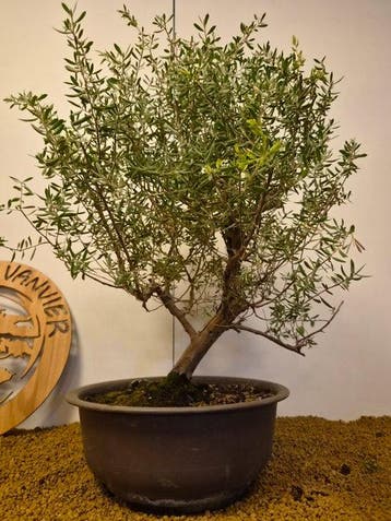 satureja montana - Hoogte (boom): 58 cm - Diepte (boom): 47