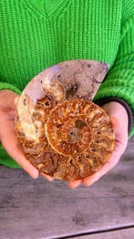 Ammoniet - Gefossiliseerd dier - Aioloceras (Cleoniceras)