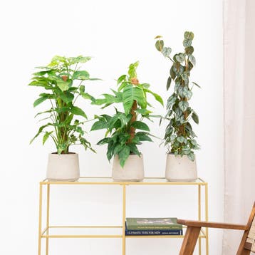 Green Bubble - Combideal - Mosstok mix - Ø16 cm, Huis en Inrichting, Kamerplanten, Ophalen of Verzenden