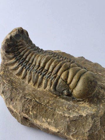 Trilobiet - Gefossiliseerd dier - Crotacephalina Gibbosa -