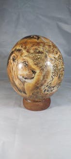 Struisvogel Ei - Struthio camelus - 13 cm - 13 cm - 18 cm-