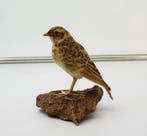 Tottavilla Taxidermie volledige montage - Lullula arborea, Nieuw