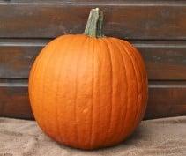 Hal. Eros F1 PMT Goede halloweenpompoen kleinverpakking, Ophalen of Verzenden, Nieuw