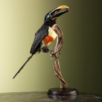 Arassari Taxidermie Opgezette Dieren By Max, Ophalen of Verzenden, Nieuw, Vogel, Opgezet dier