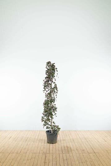 Fagus sylvatica Purple Fountain beveerd 6-8