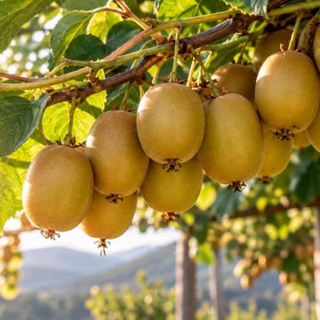 Kiwi Golden Kiwi crèmewit, Wit, Verzenden