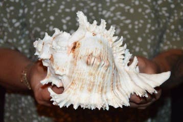 Zeeslak Zeeschelp - M-493 CHICOREUS RAMOSUS (Zonder, Nieuw