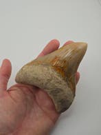 Megalodon - Gefossiliseerd dier - 11 cm