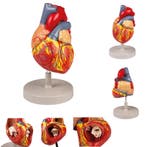 Anatomie model hart, 4-delig, 2x ware grootte, Nieuw