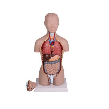 Anatomie model torso met organen, tweeslachtig, 16-delig..., Nieuw