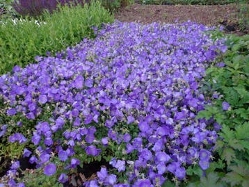 Klokjesbloem Campanula P9, Ophalen of Verzenden, Zomer, Vaste plant, Volle zon