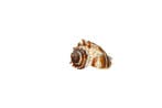 Kroonconch Skelet - Melongena corona - 0 mm - 0 mm - 74 mm-