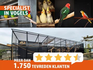 Veel keuze in tropische vogels en parkieten! Vogels kopen, Dieren en Toebehoren, Meerdere dieren, Tropenvogel, Geringd