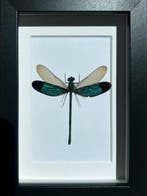 Insekt Taxidermie volledige montage - Neurobasis Chinses -
